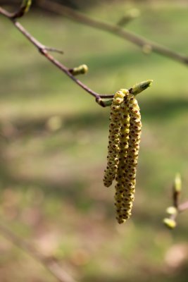 Betula papyrifera - bříza papírová - jehněda 1